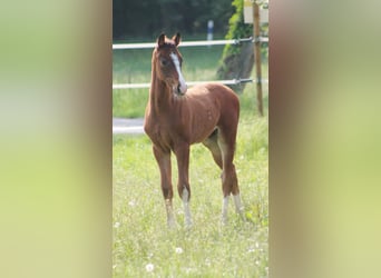 Westfale, Stute, 16 Jahre, 168 cm, Brauner