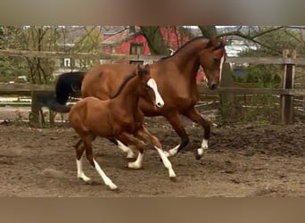 Westfale, Stute, 16 Jahre, 168 cm, Brauner