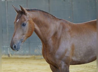 Westfale, Stute, 16 Jahre, 168 cm