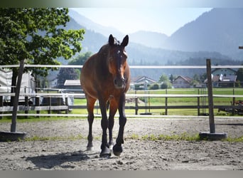 Westfale, Stute, 16 Jahre, 168 cm, Dunkelbrauner