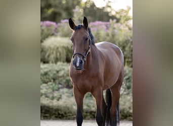 Westfale, Stute, 16 Jahre, 169 cm, Brauner