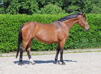 Westfale, Stute, 16 Jahre, 170 cm, Brauner