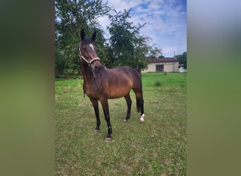 Westfale, Stute, 16 Jahre, 170 cm, Brauner