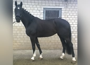 Westfale, Stute, 16 Jahre, 172 cm, Rappe