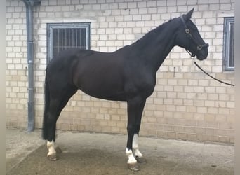 Westfale, Stute, 16 Jahre, 172 cm, Rappe