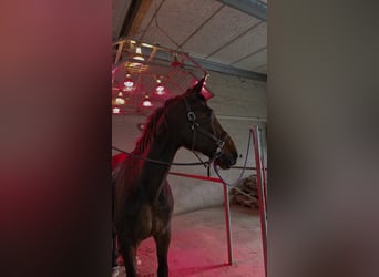 Westfale, Stute, 16 Jahre, 175 cm, Brauner