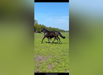 Westfale, Stute, 16 Jahre, 175 cm, Dunkelbrauner