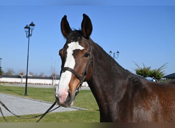 Westfale, Stute, 16 Jahre, Rotbrauner