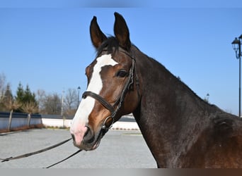 Westfale, Stute, 16 Jahre, Rotbrauner