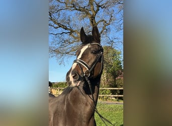 Westfale, Stute, 16 Jahre, Schwarzbrauner