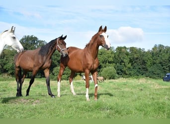 Westfale, Stute, 17 Jahre, 155 cm, Fuchs