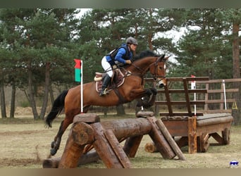 Westfale, Stute, 17 Jahre, 165 cm, Brauner