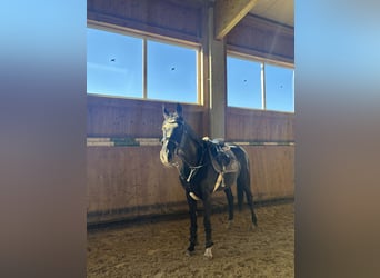 Westfale, Stute, 17 Jahre, 165 cm, Rappe
