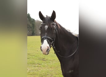 Westfale, Stute, 17 Jahre, 165 cm, Schwarzbrauner