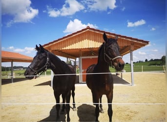 Westfale, Stute, 17 Jahre, 166 cm, Dunkelbrauner