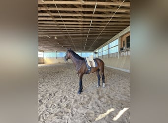 Westfale, Stute, 17 Jahre, 168 cm, Brauner