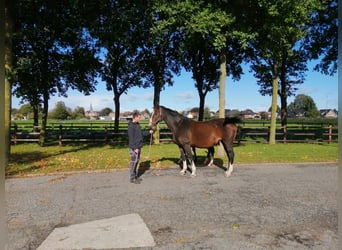 Westfale, Stute, 17 Jahre, 168 cm, Brauner