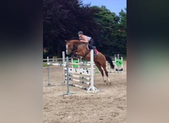 Westfale, Stute, 17 Jahre, 168 cm, Brauner