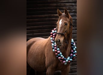 Westfale, Stute, 17 Jahre, 168 cm, Dunkelfuchs