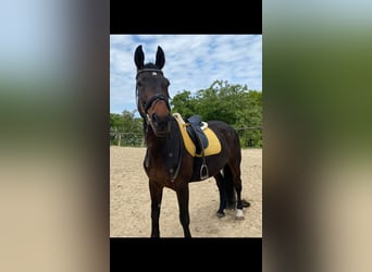Westfale, Stute, 17 Jahre, 169 cm, Brauner