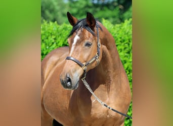 Westfale, Stute, 17 Jahre, 170 cm, Brauner