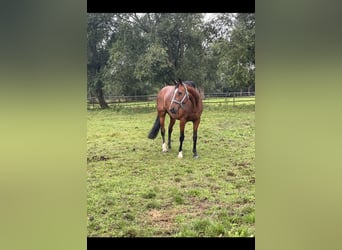 Westfale, Stute, 17 Jahre, 170 cm, Rotbrauner