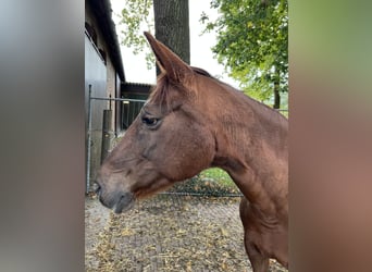 Westfale, Stute, 17 Jahre, 172 cm, Dunkelfuchs