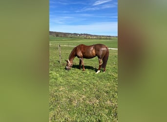 Westfale, Stute, 17 Jahre, 172 cm, Dunkelfuchs