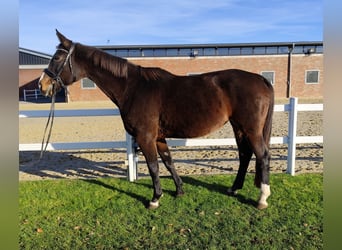 Westfale, Stute, 17 Jahre, 173 cm, Dunkelbrauner