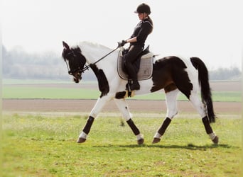 Westfale, Stute, 17 Jahre, 174 cm, Schecke