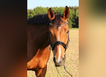 Westfale, Stute, 17 Jahre, 175 cm, Brauner