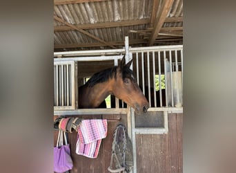 Westfale, Stute, 17 Jahre, 180 cm, Brauner