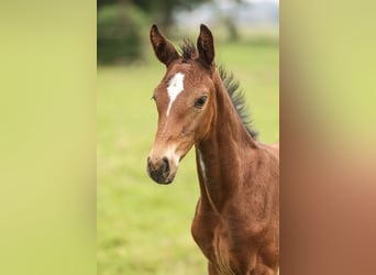 Westfale, Stute, 17 Jahre, Brauner