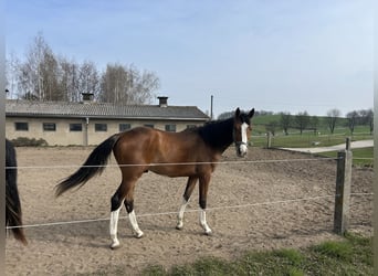 Westfale, Stute, 17 Jahre, Fuchs