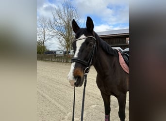 Westfale, Stute, 18 Jahre, 146 cm, Brauner