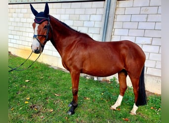 Westfale, Stute, 18 Jahre, 155 cm, Brauner