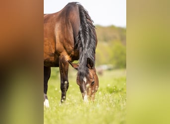 Westfale, Stute, 18 Jahre, 163 cm, Brauner