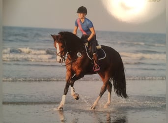 Westfale, Stute, 18 Jahre, 164 cm, Brauner