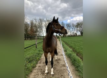 Westfale, Stute, 18 Jahre, 164 cm, Brauner