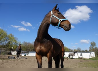 Westfale, Stute, 18 Jahre, 165 cm, Brauner