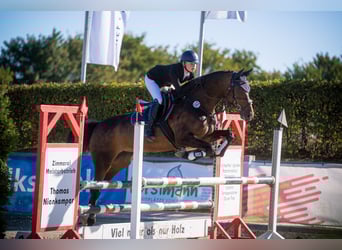 Westfale, Stute, 18 Jahre, 165 cm, Brauner