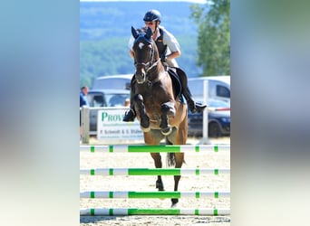 Westfale, Stute, 18 Jahre, 165 cm, Dunkelbrauner