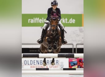 Westfale, Stute, 18 Jahre, 165 cm