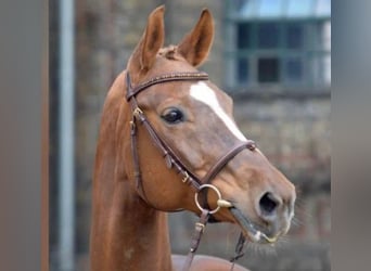 Westfale, Stute, 18 Jahre, 167 cm, Fuchs