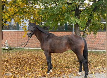 Westfale, Stute, 18 Jahre, 168 cm, Brauner