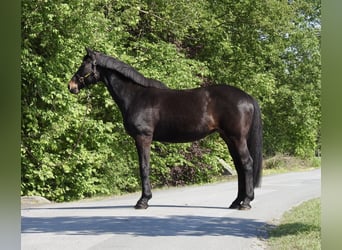 Westfale, Stute, 18 Jahre, 168 cm, Dunkelbrauner