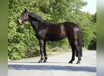 Westfale, Stute, 18 Jahre, 168 cm, Dunkelbrauner