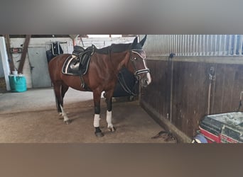 Westfale, Stute, 18 Jahre, 169 cm, Brauner