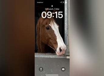 Westfale, Stute, 18 Jahre, 170 cm, Fuchs
