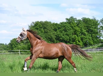 Westfale, Stute, 18 Jahre